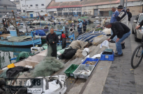 صيادو ميناء يافا يقاضون الدولة بمبلغ 196 مليون شيكل 